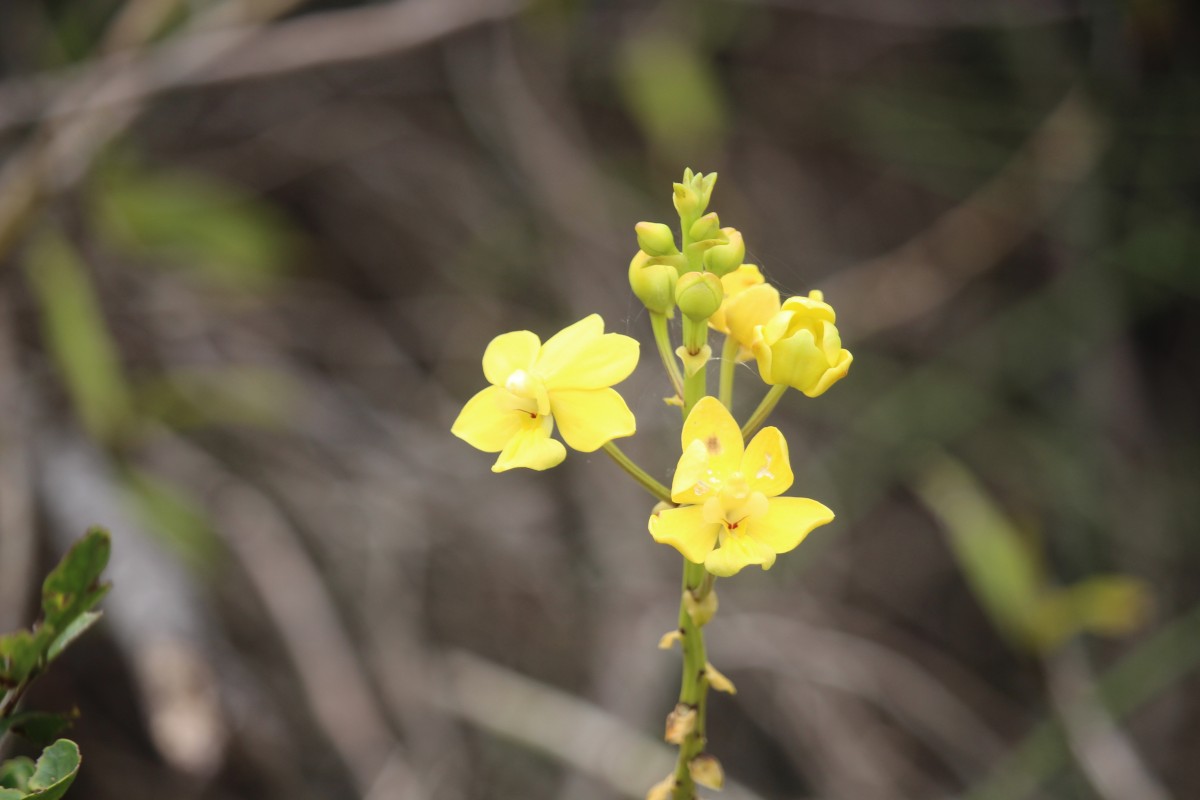 Taprobanea spathulata (L.) Christenson